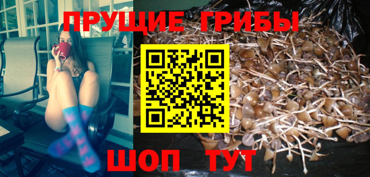 Галлюциногенные грибы Psilocybe Алейск